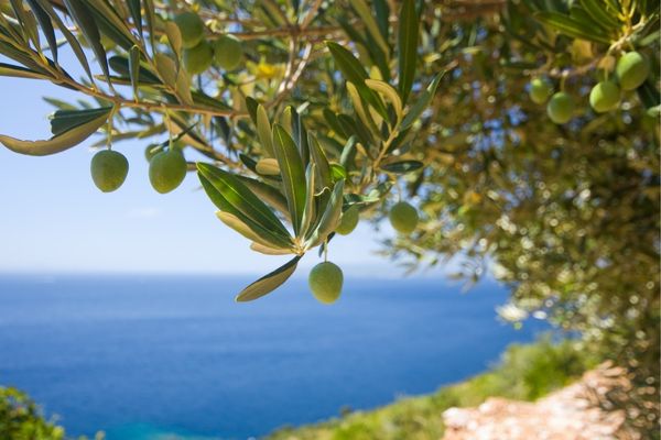 zeytin yaprağı çayı zayıflatır mı 