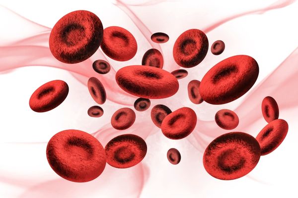 kan hücreleri