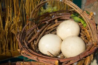 Deve Kuşu Yumurtası: Fiyatı, Faydaları, Yenir Mi? Tarifi