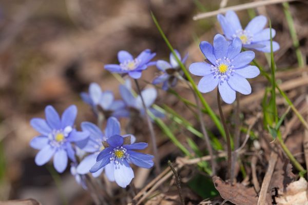 mavi anemon çiçeği yağı faydaları