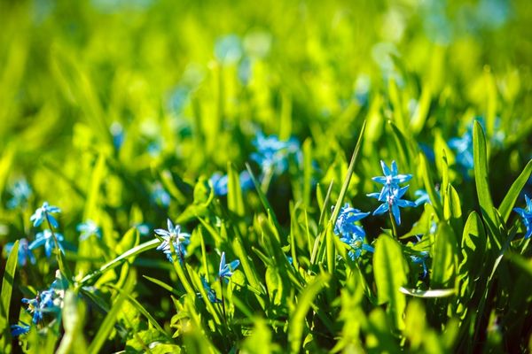 mavi anemon çiçeği yağı ibrahim saraçoğlu