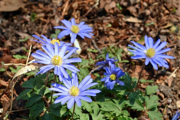 Mavi Anemon Çiçeği Yağı Faydaları, Kullanımı Tarifi