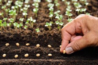 Tohum Nedir? Nasıl Çimlendirilir ve Ekilir? Tarifi