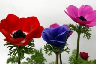 Anemon Çiçeği: Anlamı, Bakımı, Yetiştiriciliği Tarifi