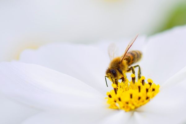 arı zehiri faydaları