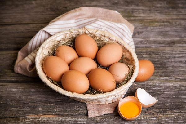 organik yumurta yetiştiriciliği