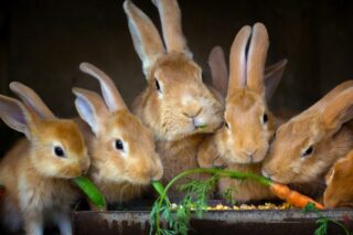 Evcil Tavşanlar Ne Yer? Nasıl Beslenir? Tarifi