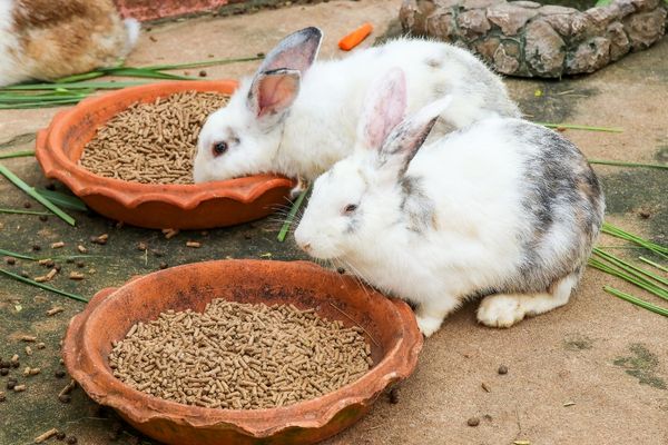 tavşanlar ne yer ne içer