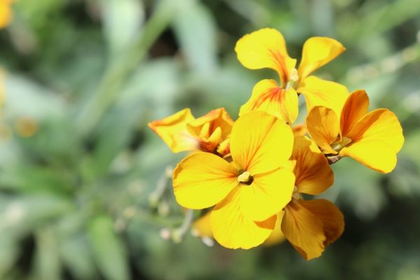 Evde Şebboy Çiçeği Bakımı: Nasıl Yetiştirilir? Tarifi