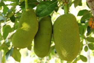 Jack Fruit: Dünyanın En Büyük Meyvesi! Tarifi