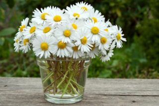 Papatya Çiçeği: Bakımı, Özellikleri, Faydaları Tarifi