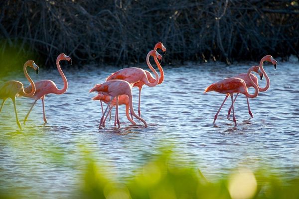 Flamingo Köy 