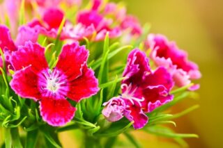 Karanfil Çiçeği: Bakımı, Anlamı, Çeşitleri Tarifi