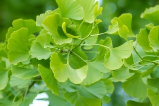 Mabet Ağacı Yaprağının 6 Önemli Faydası Tarifi