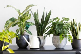Salon Bitkileri: Dekoratif, Bakımı Kolay 7 Çeşit Tarifi