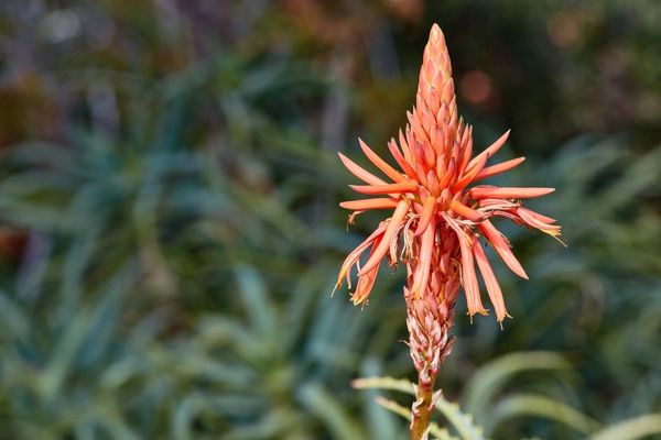 Aloe Vera Çiçeği Bakımı, Faydaları, Ne İşe Yarar? Tarifi