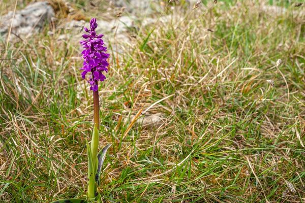 salep orkidesi yetiştiriciliği