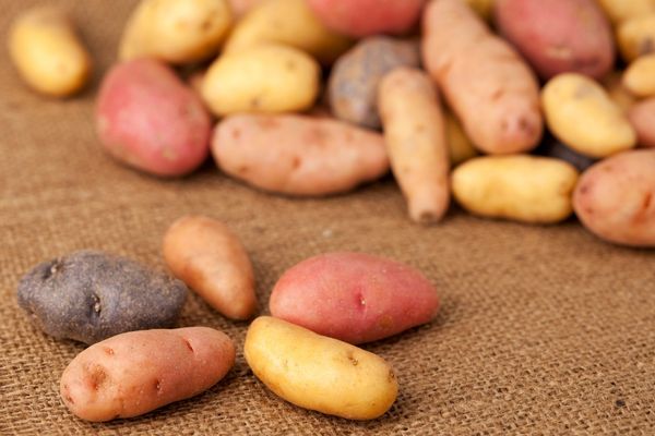 7 Farklı Patates Çeşidi ve İlginç Özellikleri Tarifi