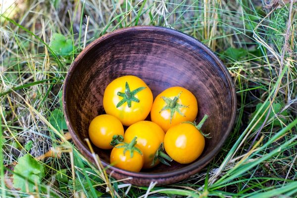 sarı ampul domates