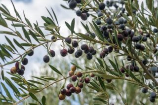 Zeytin Yaprağı Çayının Hiç Bilmediğiniz 7 Müthiş Faydası Tarifi