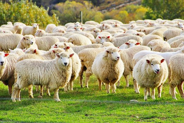 Koyun Etinin Bölümleri: Tariflerle Resimli Anlatım Tarifi
