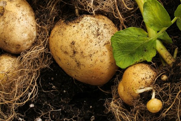 patates nasıl yetişir