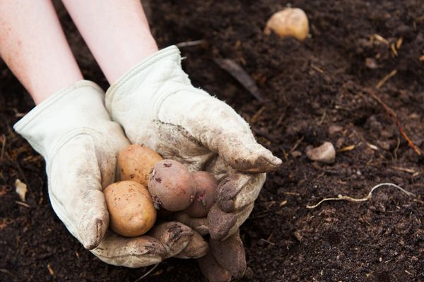 çuvalda patates nasıl yetiştirilir