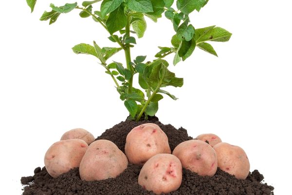 evde patates nasıl yetiştirilir