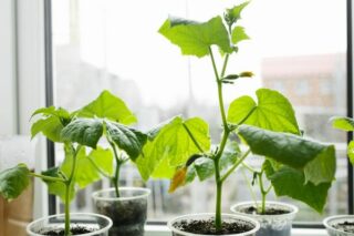 4 Kolay Adım: Evde Salatalık Nasıl Yetiştirilir? Tarifi
