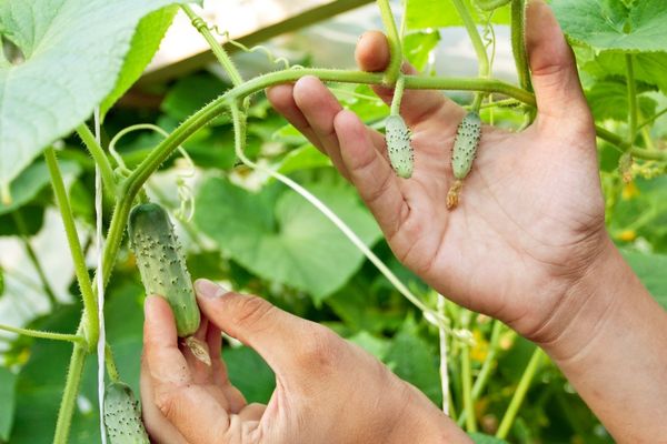 salatalık nasıl yetiştirilir
