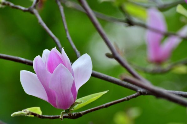 Manolya Çiçeği Bakımı, Anlamı ve Faydaları Tarifi