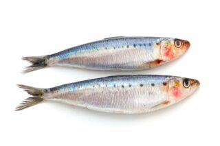 Omega 3 Deposu Ringa Balığının 10 Faydası Tarifi