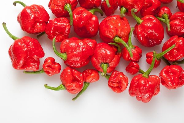 trinidad moruga scorpion