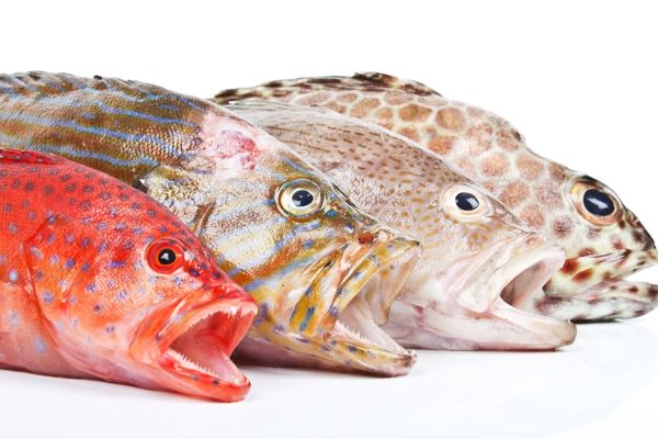 orfoz balığı özellikleri