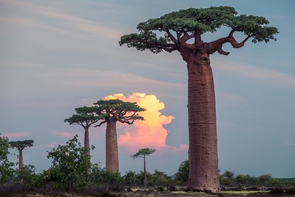 baobab ağacı