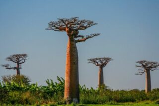 Baobab Ağacı ve Meyvesi: Farklı Medeniyetlerin Uzun Yaşam İksiri Tarifi