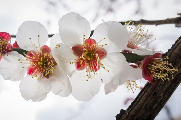 Kış Çiçekleri: Soğuk Havalarda Evinizi Renklendirecek 10 Çiçek Tarifi
