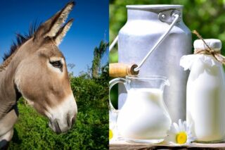 Eşek Sütü Faydaları, Hangi Hastalıklara İyi Gelir? Nasıl İçilir? Tarifi