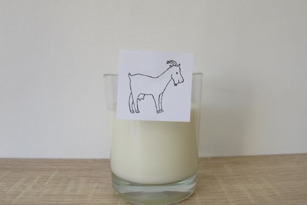 keçi sütü faydaları ve zararları