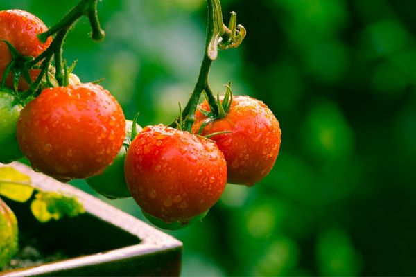 domates nasıl yetiştirilir