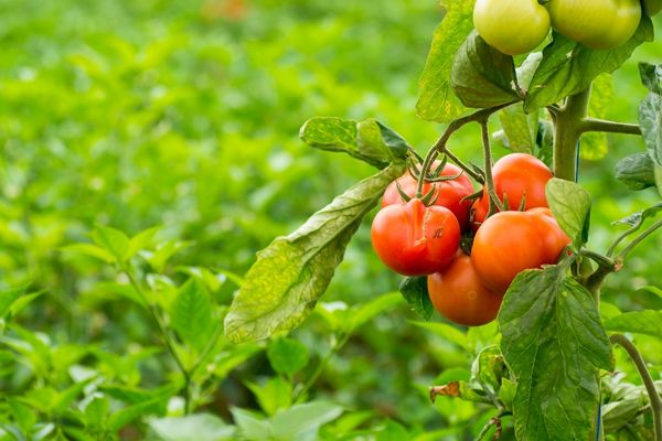 domates nasıl yetiştirilir
