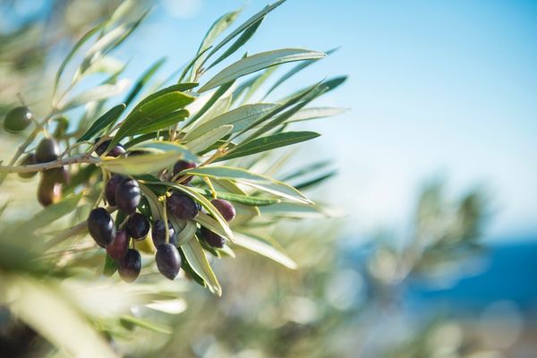 zeytin nasıl yetiştirilir