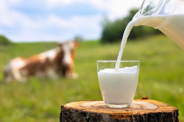 laktozsuz sütün faydaları