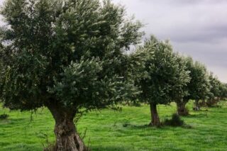 Zeytin Ağacı Bakımı, Budama Teknikleri, Özellikleri ve Çeşitleri Tarifi