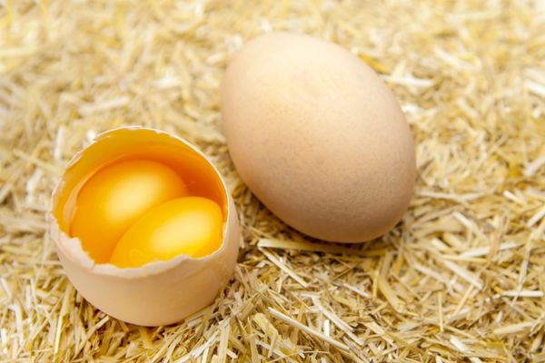 çift sarılı yumurta nasıl olur