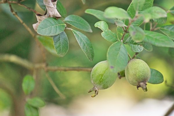 feijoa ağacı