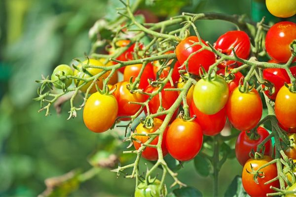 çeri domates faydaları 