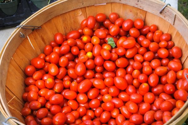 saksıda çeri domates 