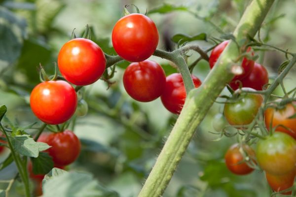 çeri domates yetiştiriciliği