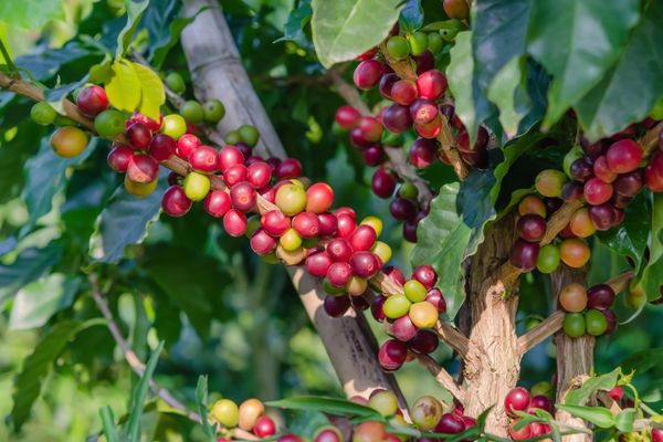 Kahve Nasıl Yetişir? Kahve Ağacı Türkiye’de Yetişir Mi?